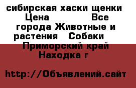 сибирская хаски щенки › Цена ­ 10 000 - Все города Животные и растения » Собаки   . Приморский край,Находка г.